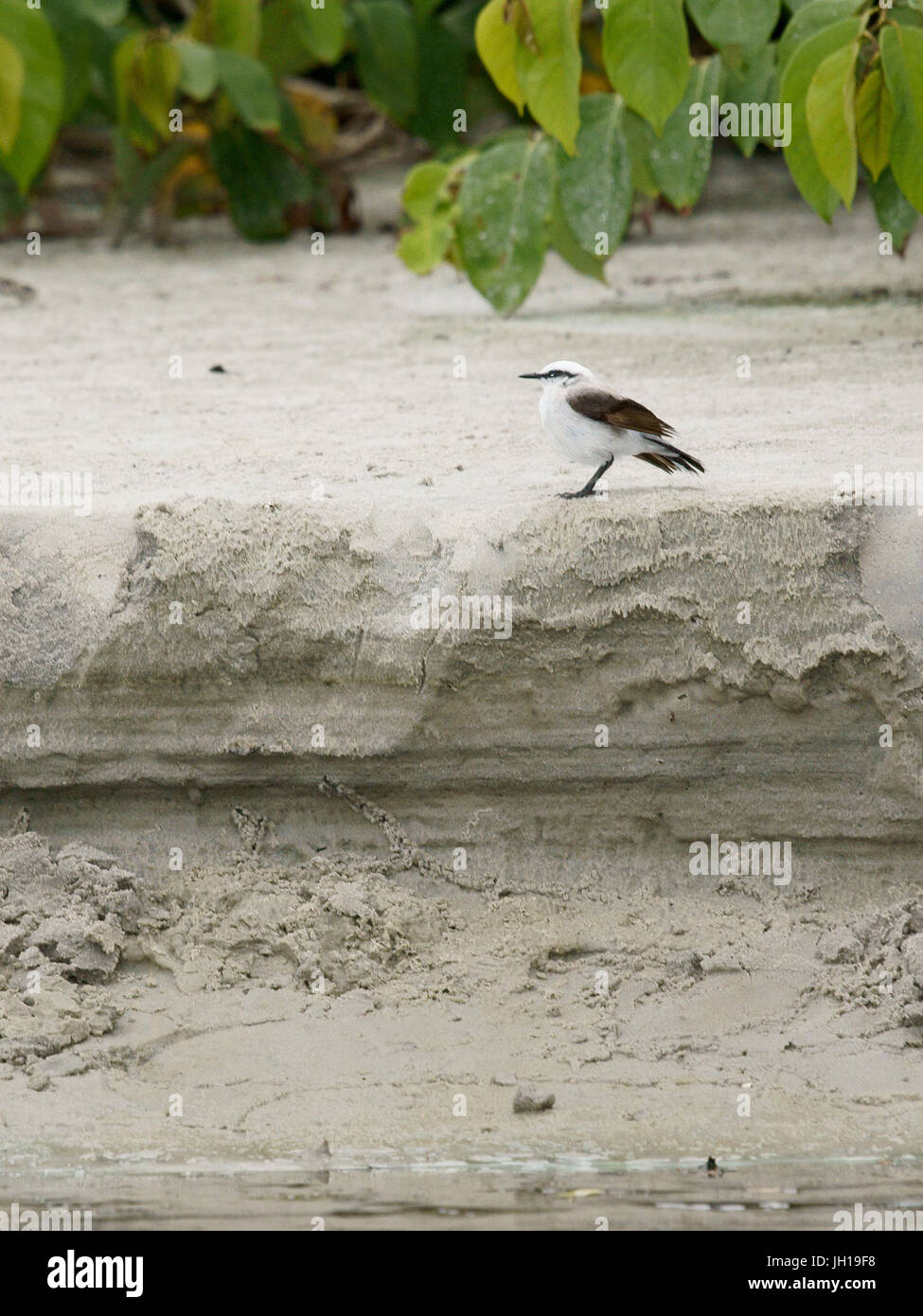 Oiseau, blanchisseuse-masquerade, Ilha do Mel, Encantadas, Paraná, Brésil Banque D'Images