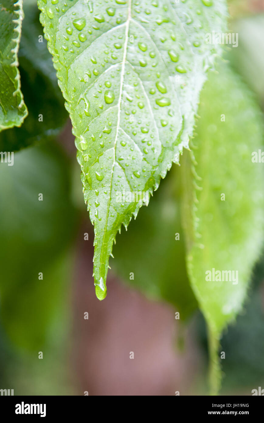 Goutte d'eau de pluie sur une feuille verte Banque D'Images