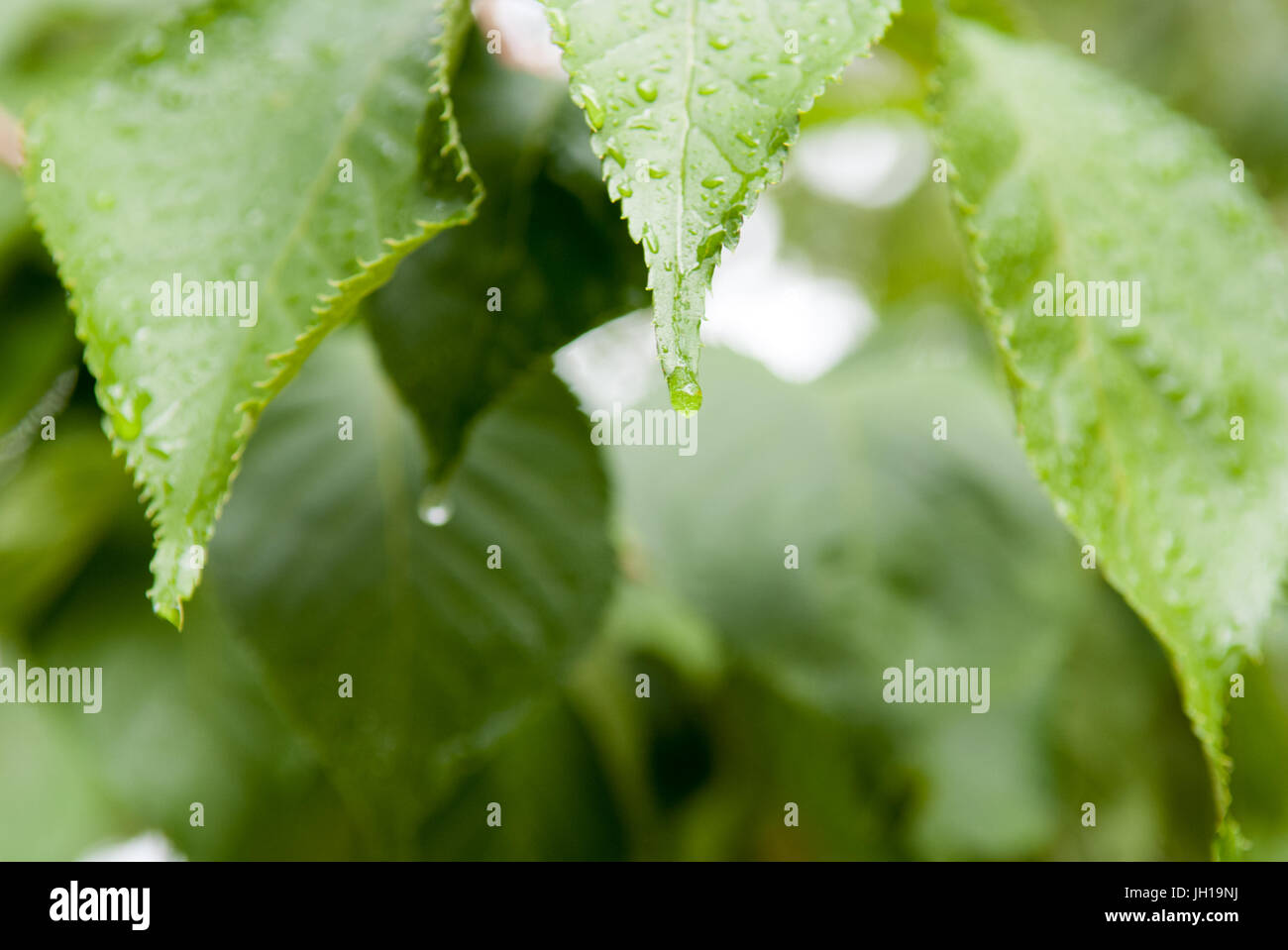 Goutte d'eau de pluie sur une feuille verte Banque D'Images