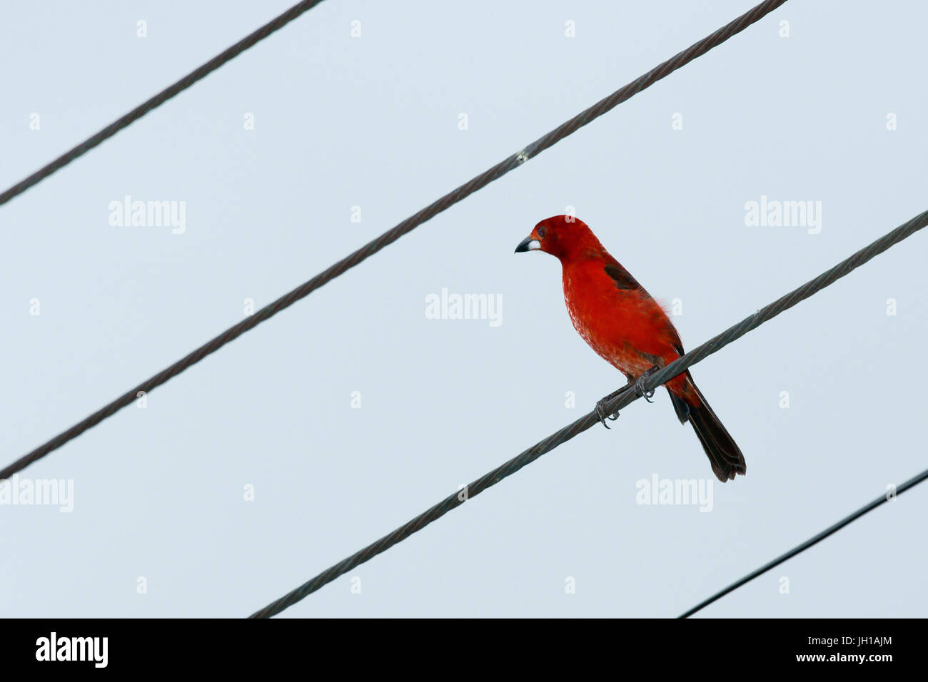 Oiseau, Tiê-sang, Ilha do Mel, Encantadas, Paraná, Brésil Banque D'Images