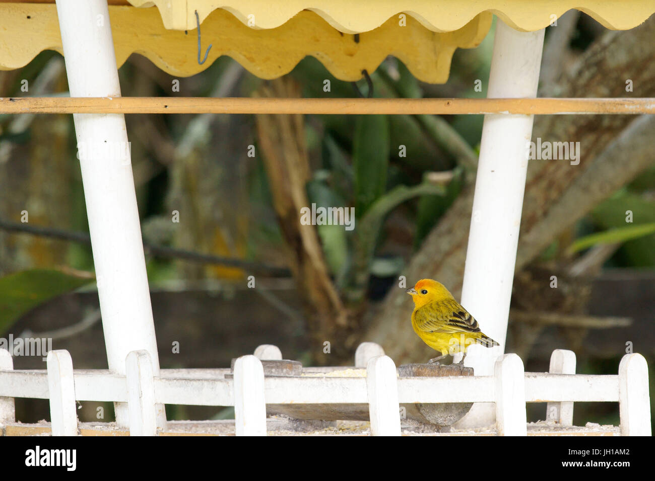 Canário, oiseau-da-terra, Ilha do Mel, Encantadas, Paraná, Brésil Banque D'Images