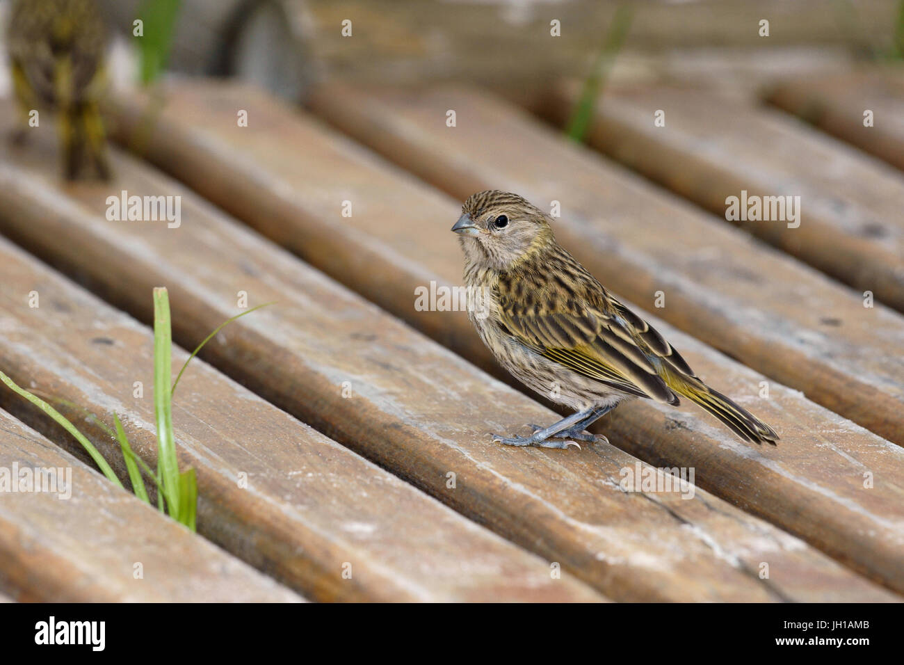 Canário, oiseau-da-terra, Ilha do Mel, Encantadas, Paraná, Brésil Banque D'Images