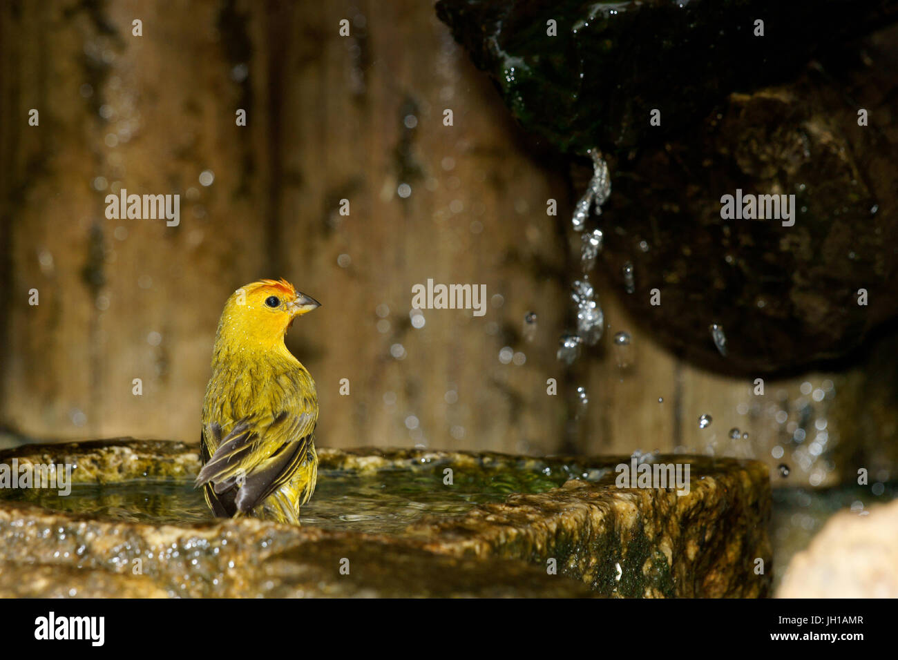 Canário, oiseau-da-terra, Ilha do Mel, Encantadas, Paraná, Brésil Banque D'Images