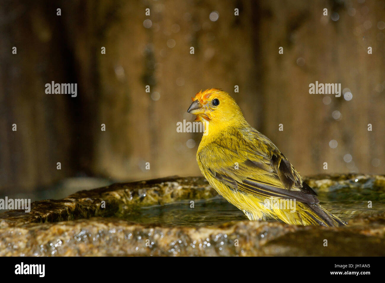 Canário, oiseau-da-terra, Ilha do Mel, Encantadas, Paraná, Brésil Banque D'Images