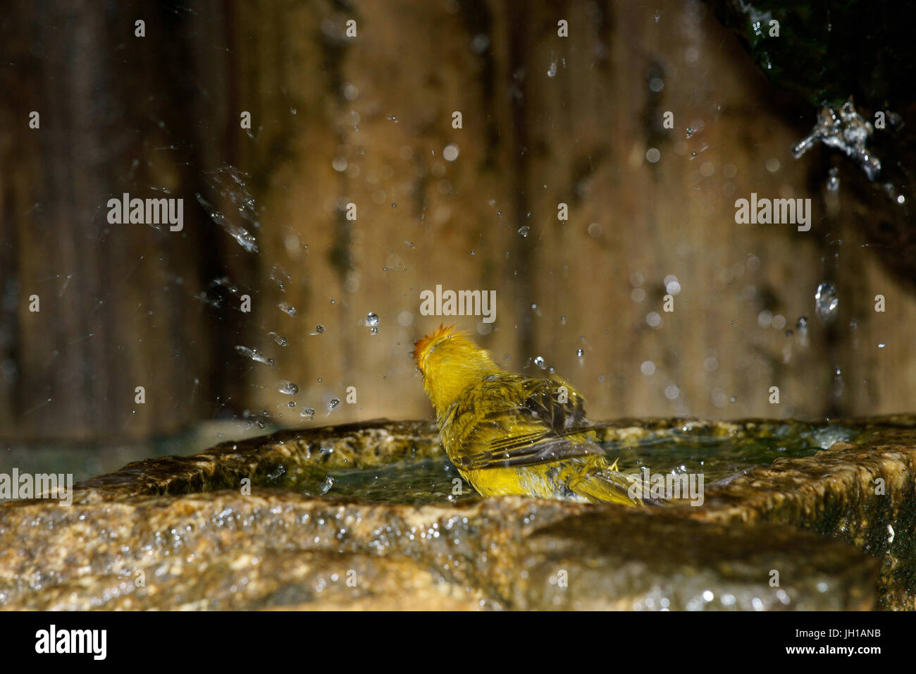 Canário, oiseau-da-terra, Ilha do Mel, Encantadas, Paraná, Brésil Banque D'Images