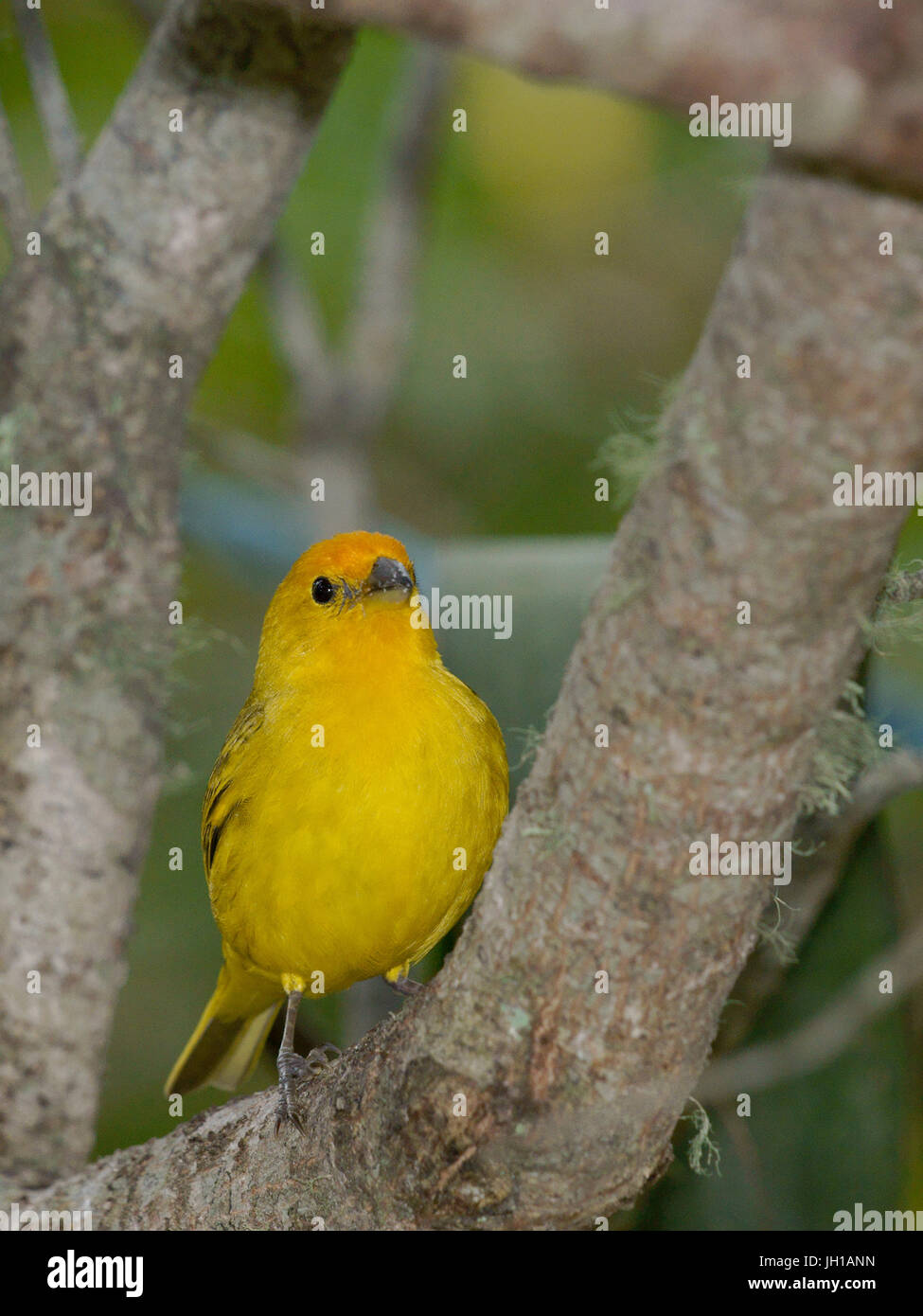 Canário, oiseau-da-terra, Ilha do Mel, Encantadas, Paraná, Brésil Banque D'Images