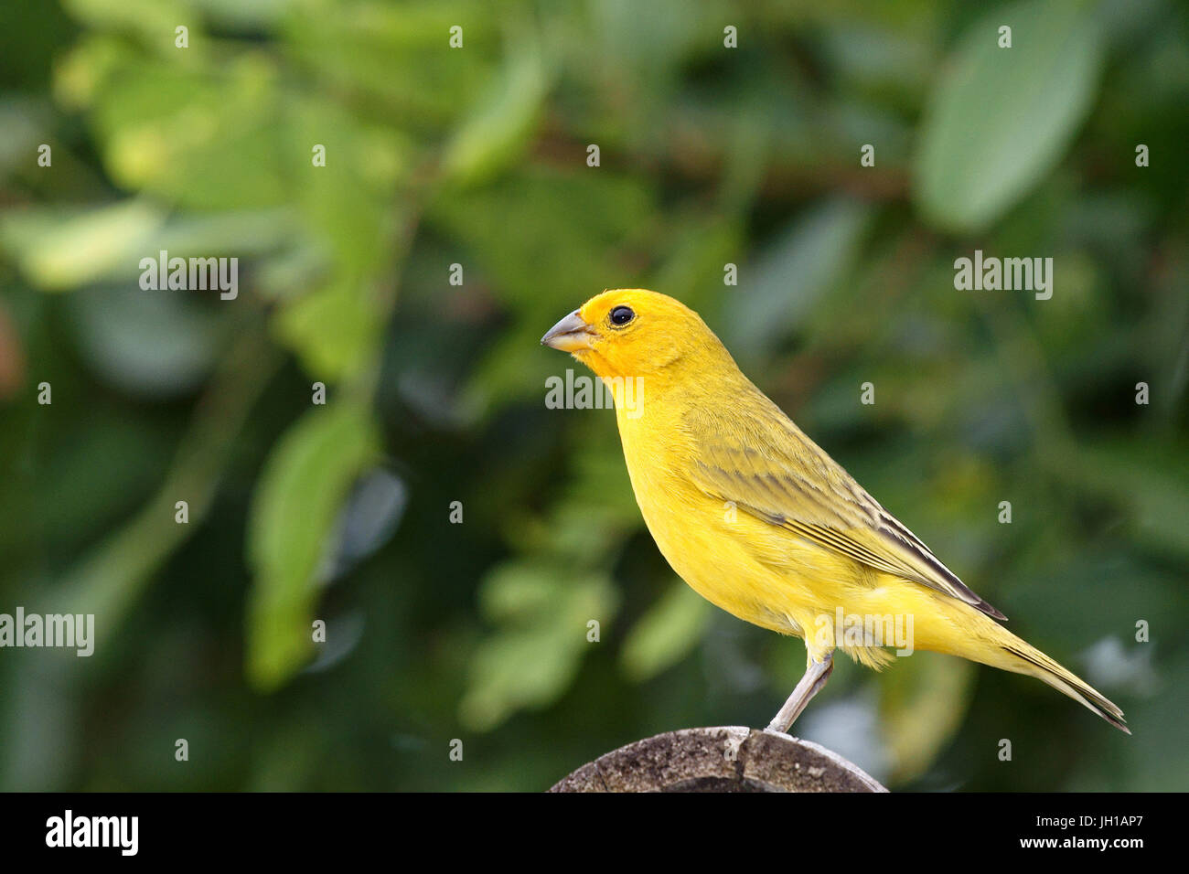 Canário, oiseau-da-terra, Ilha do Mel, Encantadas, Paraná, Brésil Banque D'Images