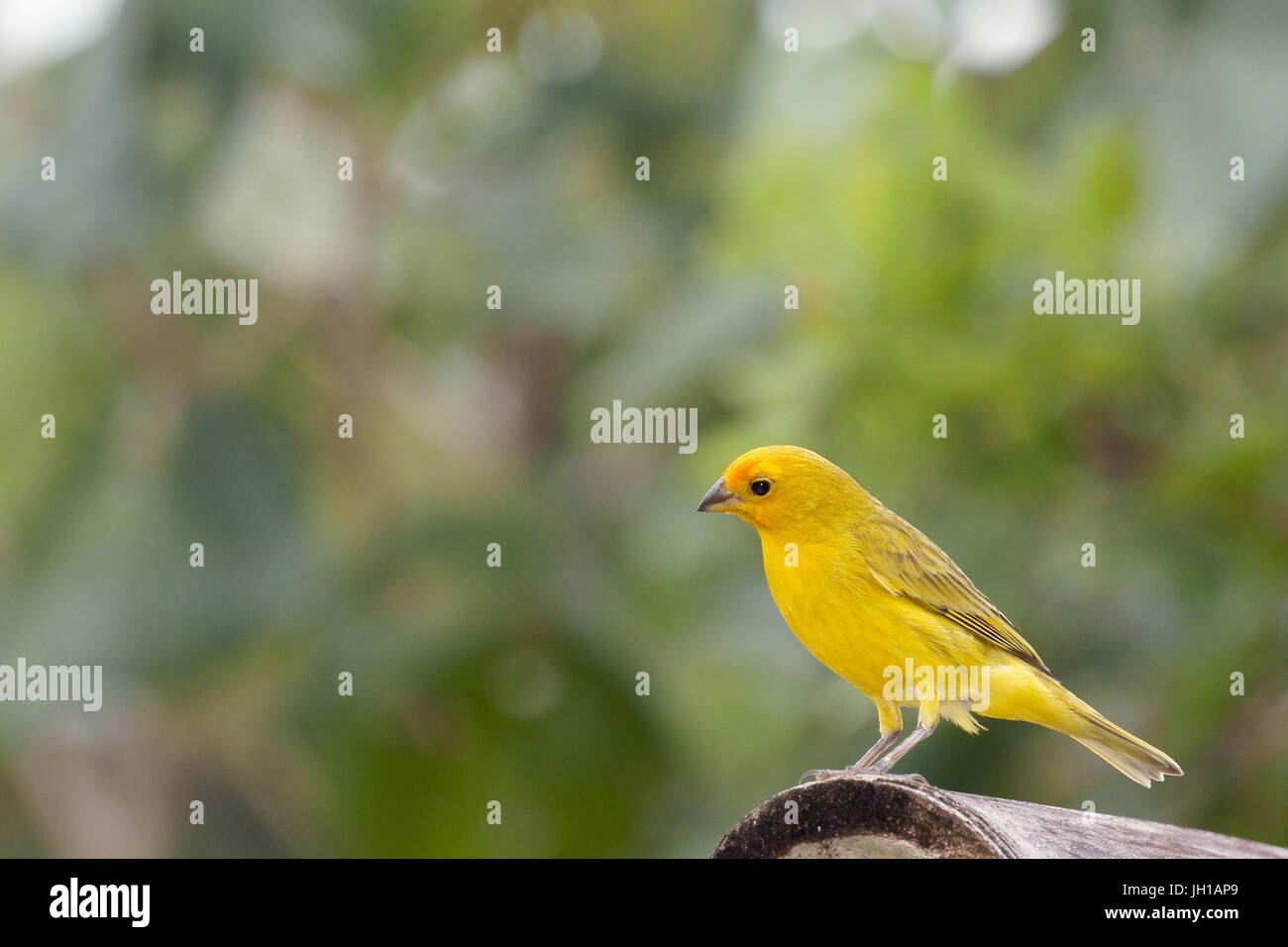 Canário, oiseau-da-terra, Ilha do Mel, Encantadas, Paraná, Brésil Banque D'Images
