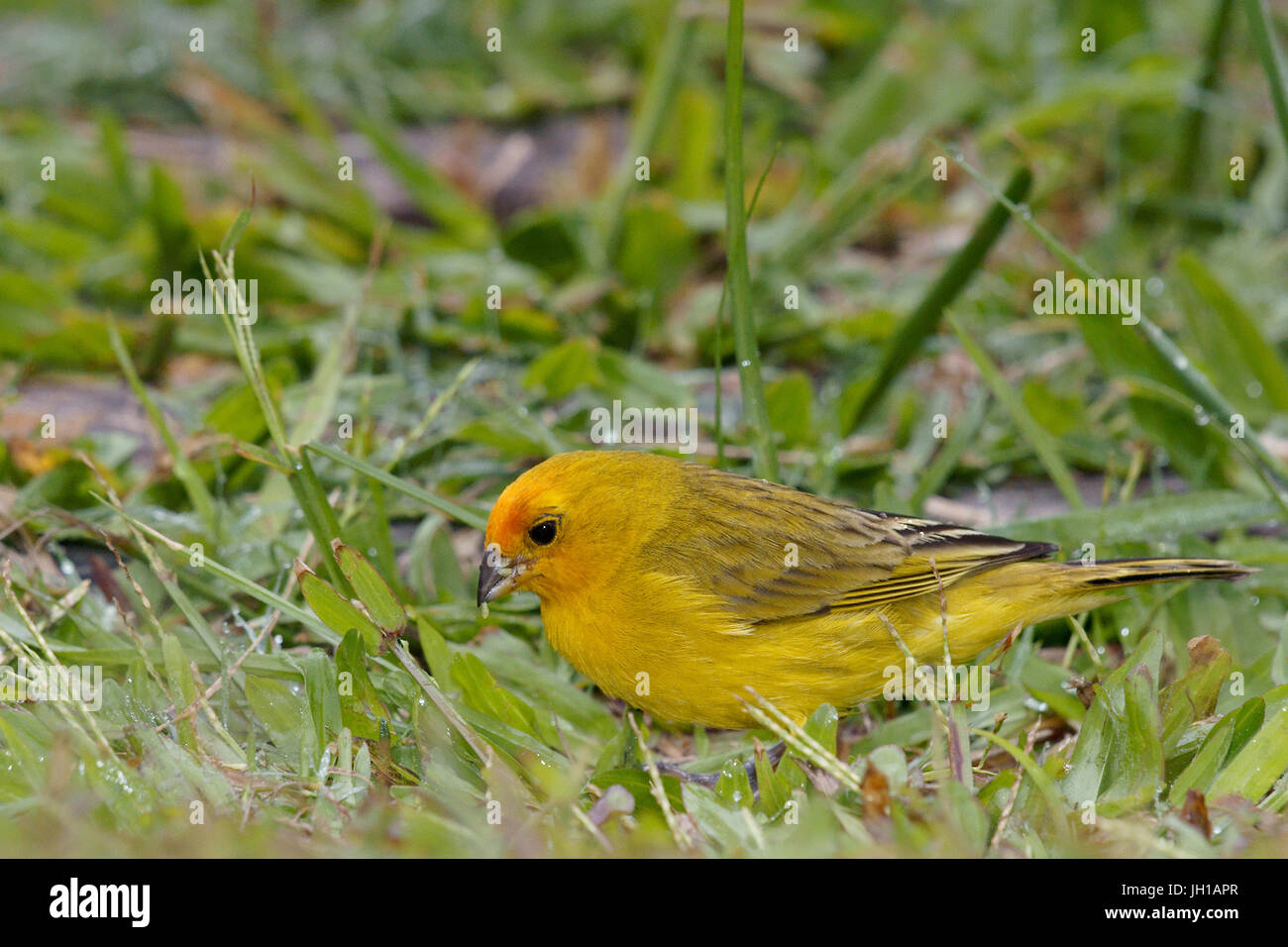 Canário, oiseau-da-terra, Ilha do Mel, Encantadas, Paraná, Brésil Banque D'Images