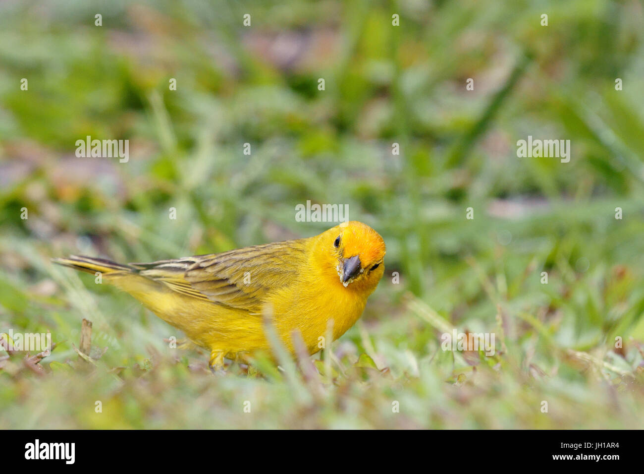 Canário, oiseau-da-terra, Ilha do Mel, Encantadas, Paraná, Brésil Banque D'Images