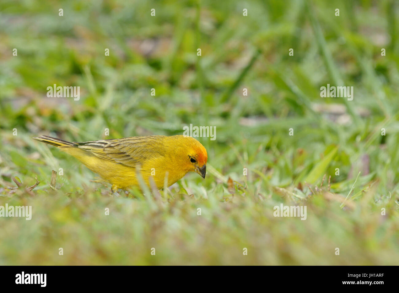 Canário, oiseau-da-terra, Ilha do Mel, Encantadas, Paraná, Brésil Banque D'Images