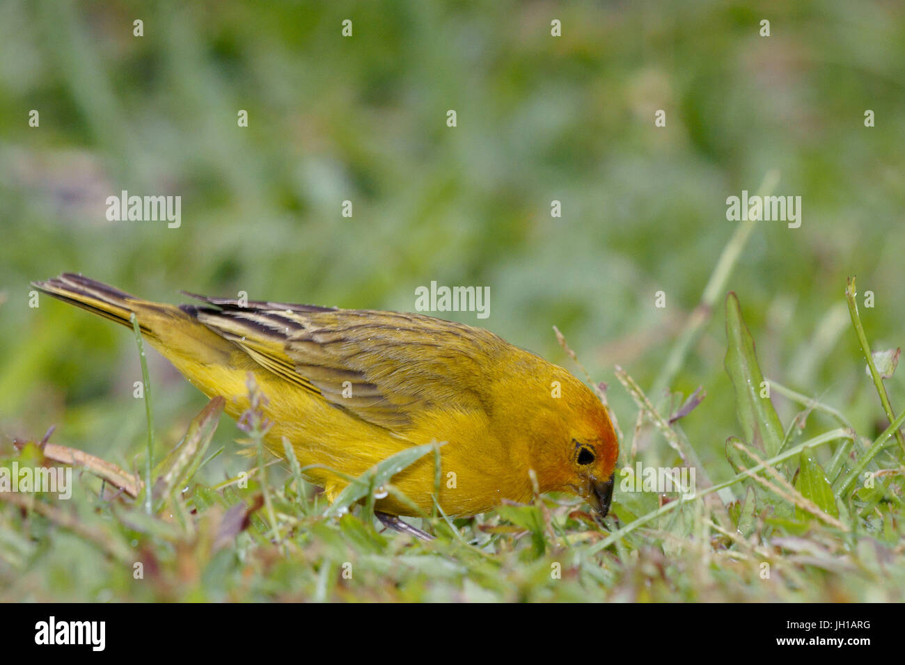 Canário, oiseau-da-terra, Ilha do Mel, Encantadas, Paraná, Brésil Banque D'Images