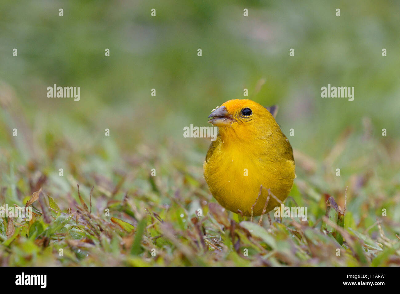 Canário, oiseau-da-terra, Ilha do Mel, Encantadas, Paraná, Brésil Banque D'Images