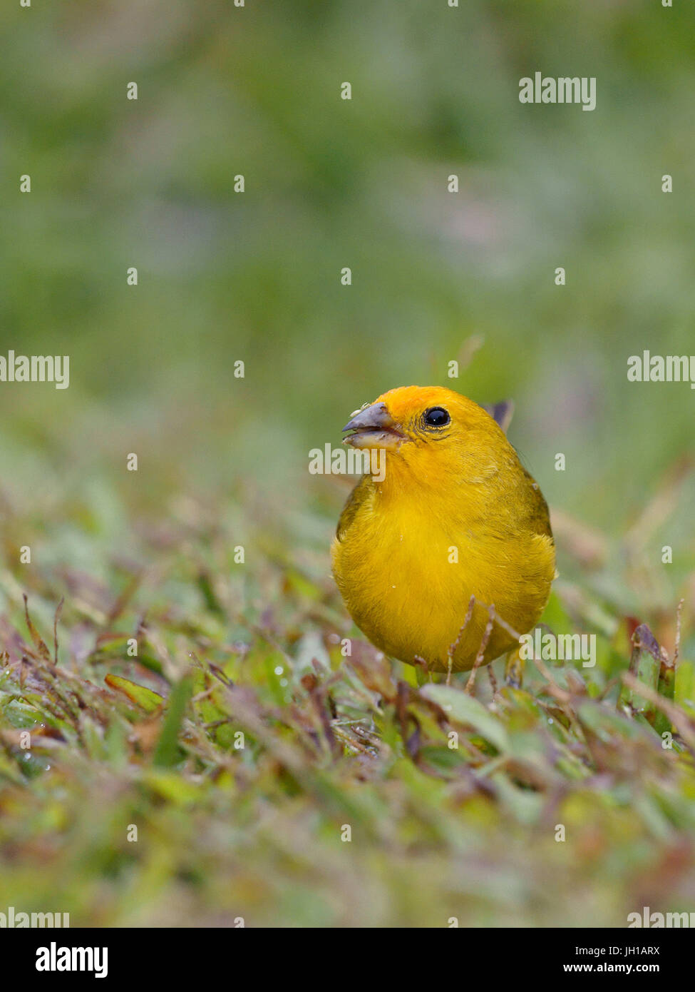 Canário, oiseau-da-terra, Ilha do Mel, Encantadas, Paraná, Brésil Banque D'Images