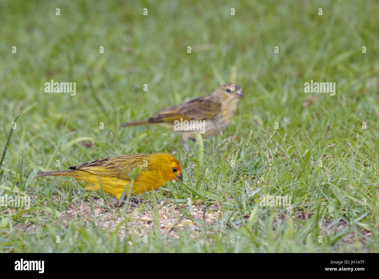 Canário, oiseau-da-terra, Ilha do Mel, Encantadas, Paraná, Brésil Banque D'Images
