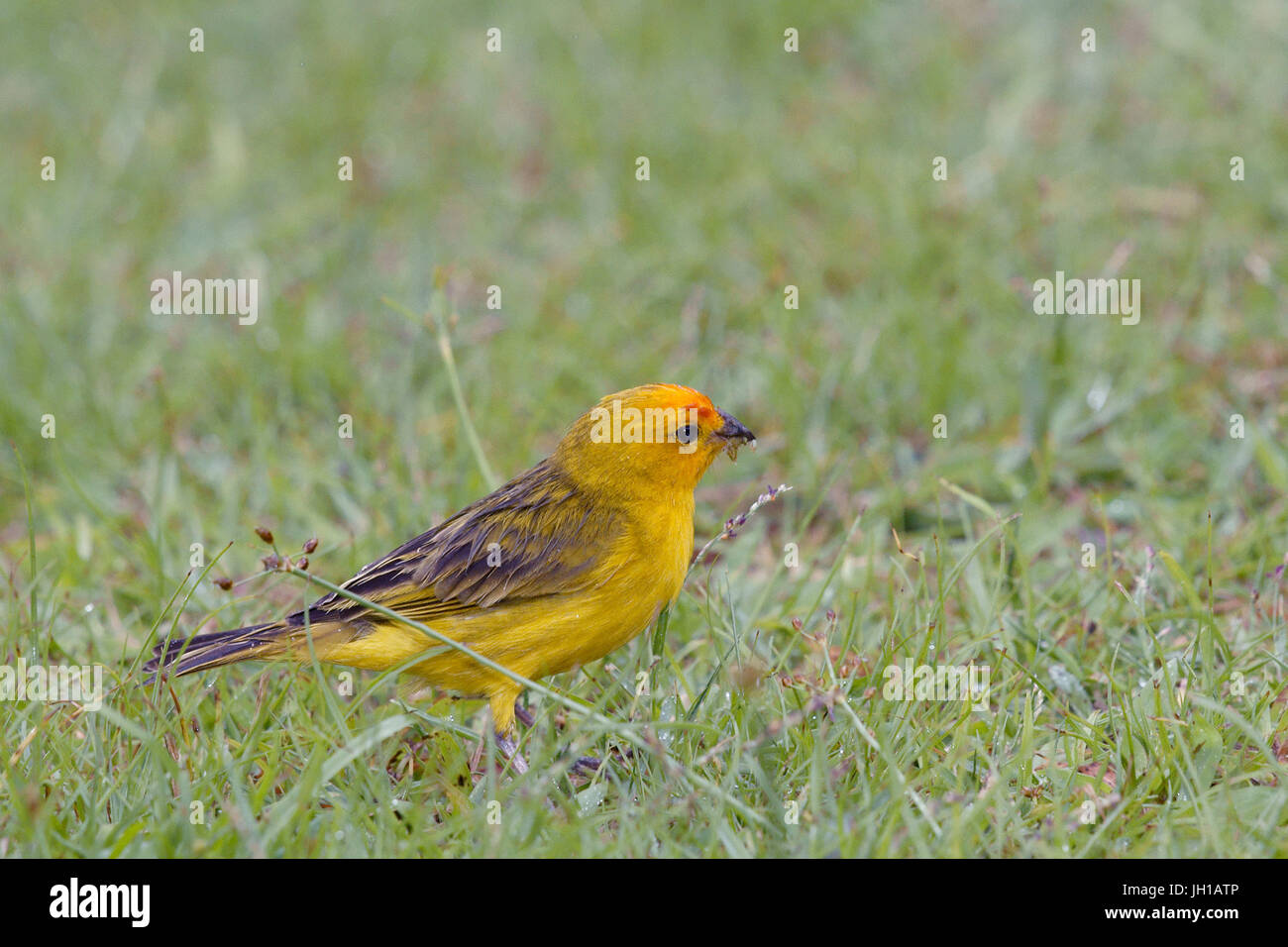 Canário, oiseau-da-terra, Ilha do Mel, Encantadas, Paraná, Brésil Banque D'Images
