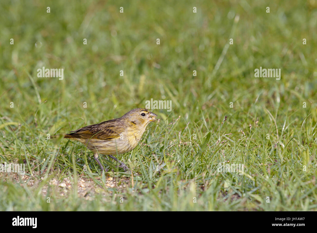 Canário, oiseau-da-terra, Ilha do Mel, Encantadas, Paraná, Brésil Banque D'Images