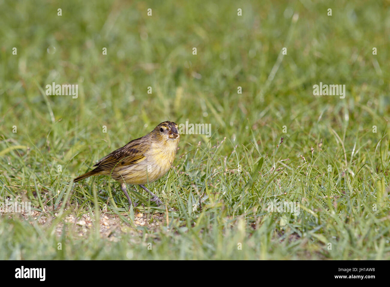 Canário, oiseau-da-terra, Ilha do Mel, Encantadas, Paraná, Brésil Banque D'Images