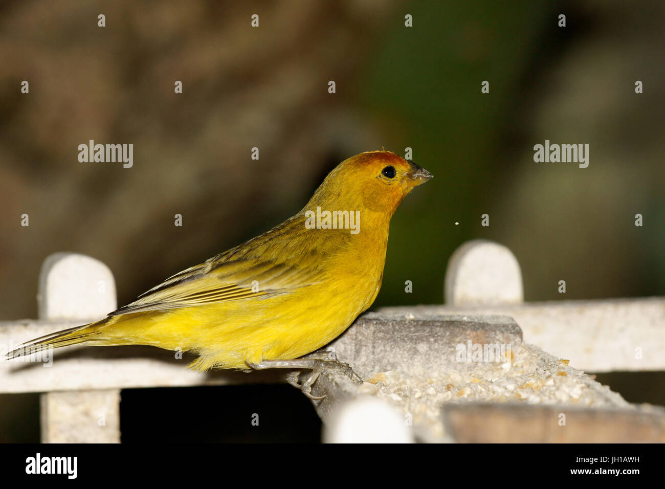 Canário, oiseau-da-terra, Ilha do Mel, Encantadas, Paraná, Brésil Banque D'Images