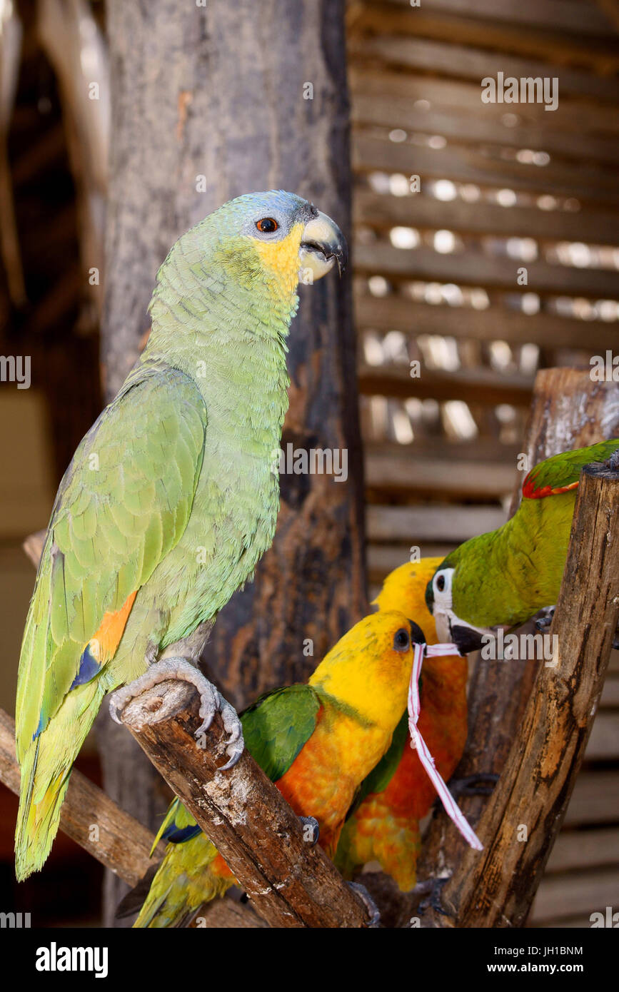 Oiseau, perroquet-dommage-marais, Parrot-grec, curica, Vassouras, Maranhão, Brésil Banque D'Images