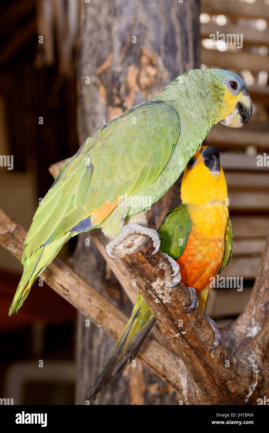 Oiseau, perroquet-dommage-marais, Parrot-grec, curica, Vassouras, Maranhão, Brésil Banque D'Images