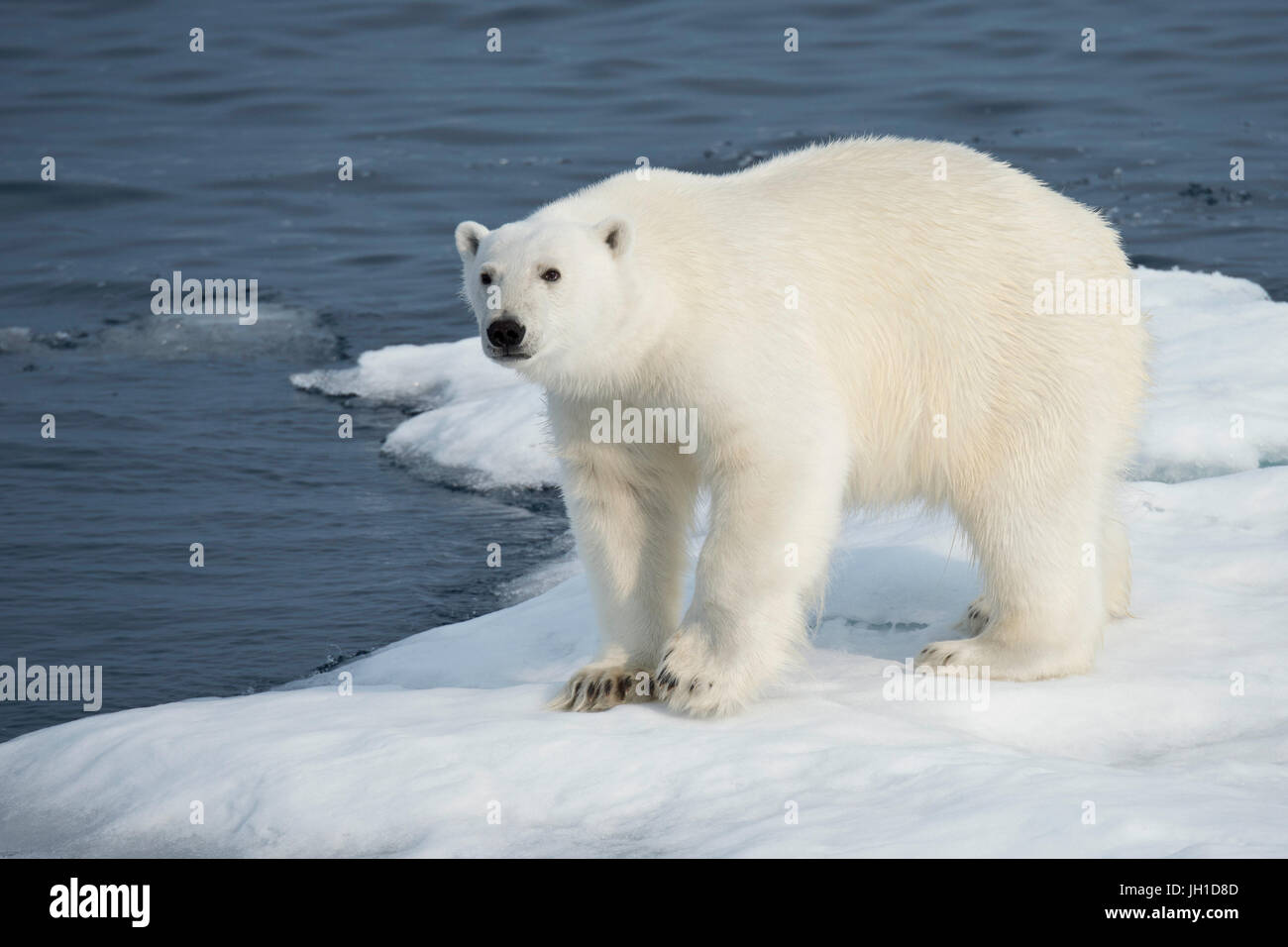 Homme Ours blanc, Ursus maritimus, sur un iceberg, l'île de Baffin, de l'Arctique canadien Banque D'Images