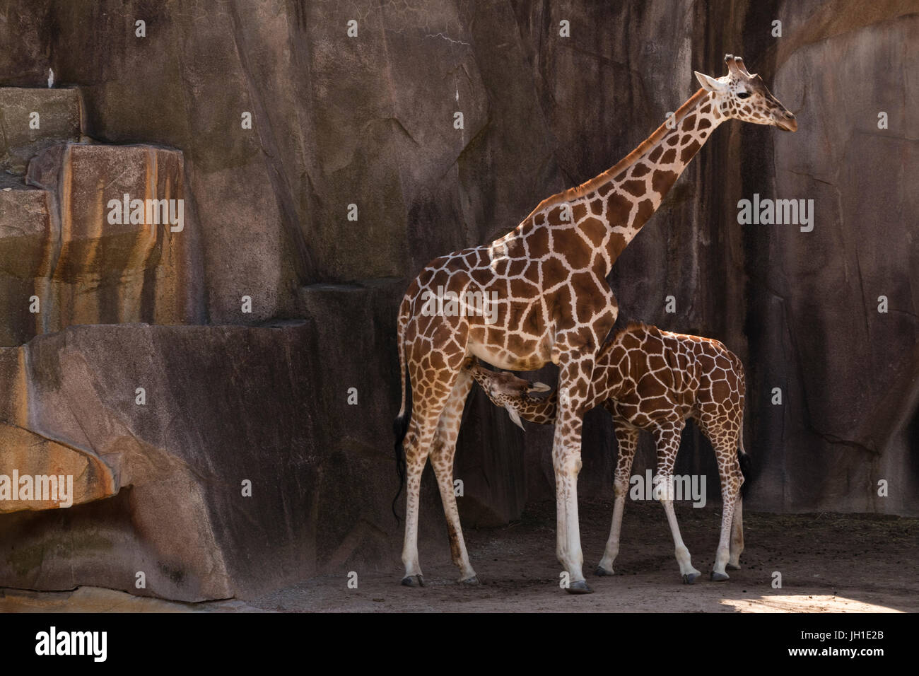 Soins infirmiers mère girafe son veau à Milwaukee County Zoo à Milwaukee, WI Banque D'Images