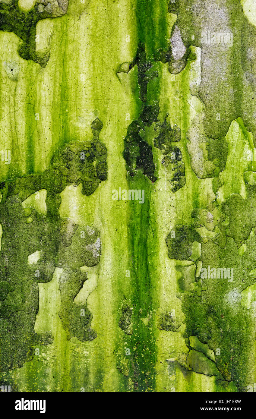Milieux et de textures : vieux mur de béton, couverts de moisissure verte Banque D'Images