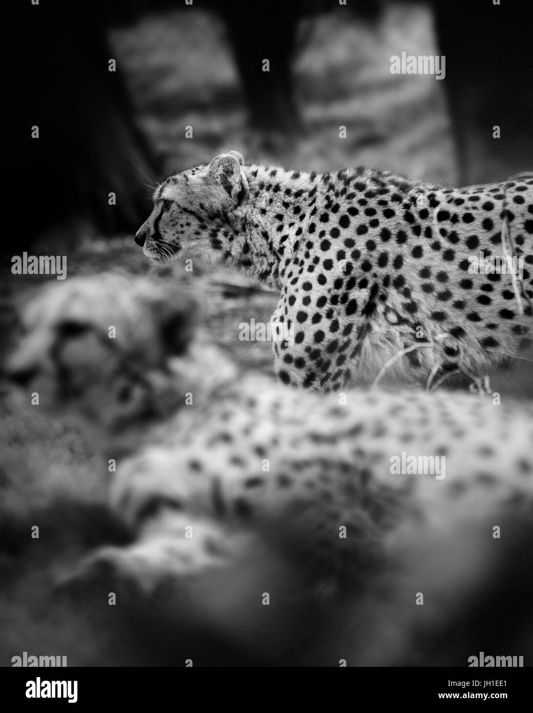 Deux cheetah noir blanc Banque D'Images