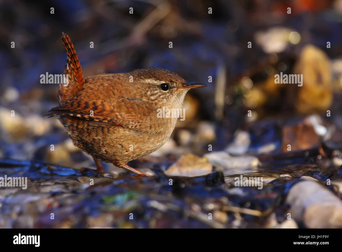 Un Troglodyte mignon (Troglodytes troglodytes) viennent dans une rivière pour boire l'eau douce. Banque D'Images