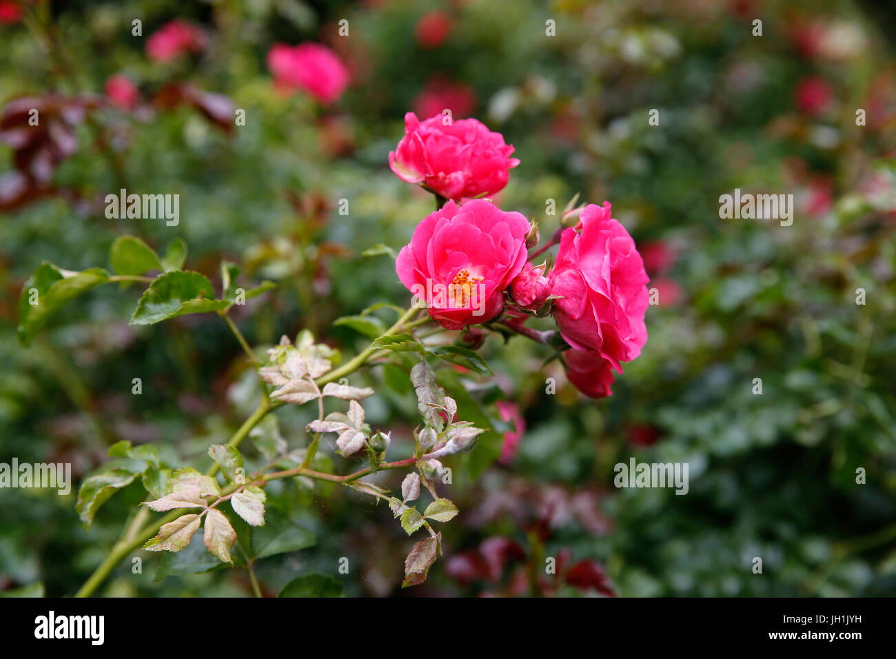 Wild roses. La France. Banque D'Images