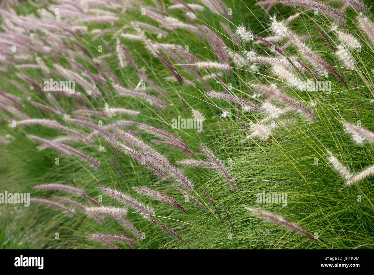 Herbe sauvage dans la vallée du Mémorial de la paix de Caen (Normandie). La France. Banque D'Images