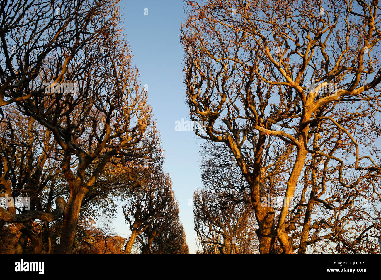 Arbres dans le Jardin des Plantes, Paris. La France. Banque D'Images