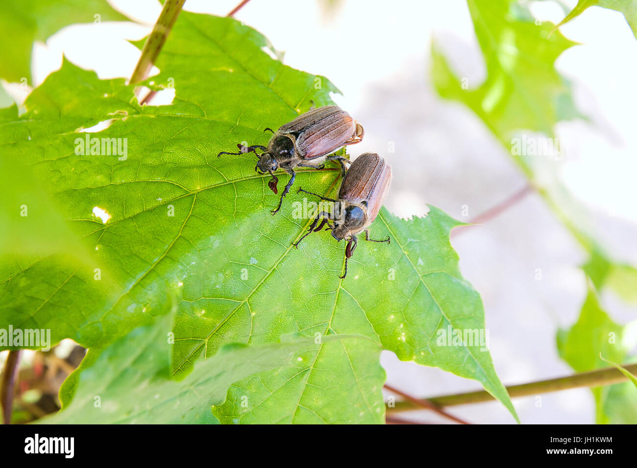 Vue rapprochée de deux ravageurs insecte - common cockchafer (Melolontha) aussi connu comme un bug ou peut-Doodlebug sur Maple Tree branch à l'heure d'été. N Banque D'Images