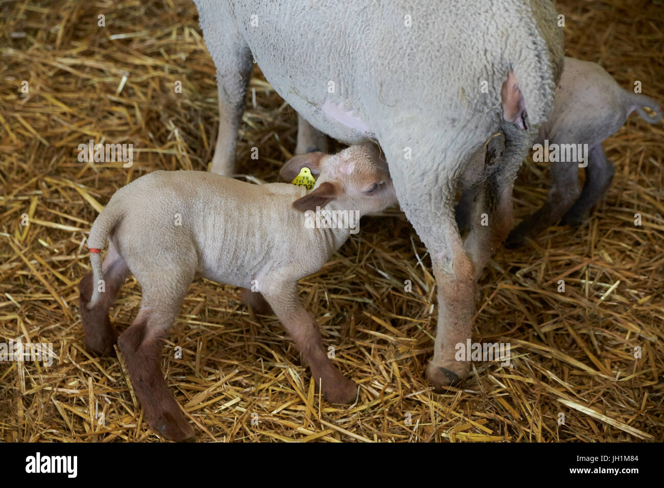 Les agneaux nouveau-nés avec leur mère. La France. Banque D'Images