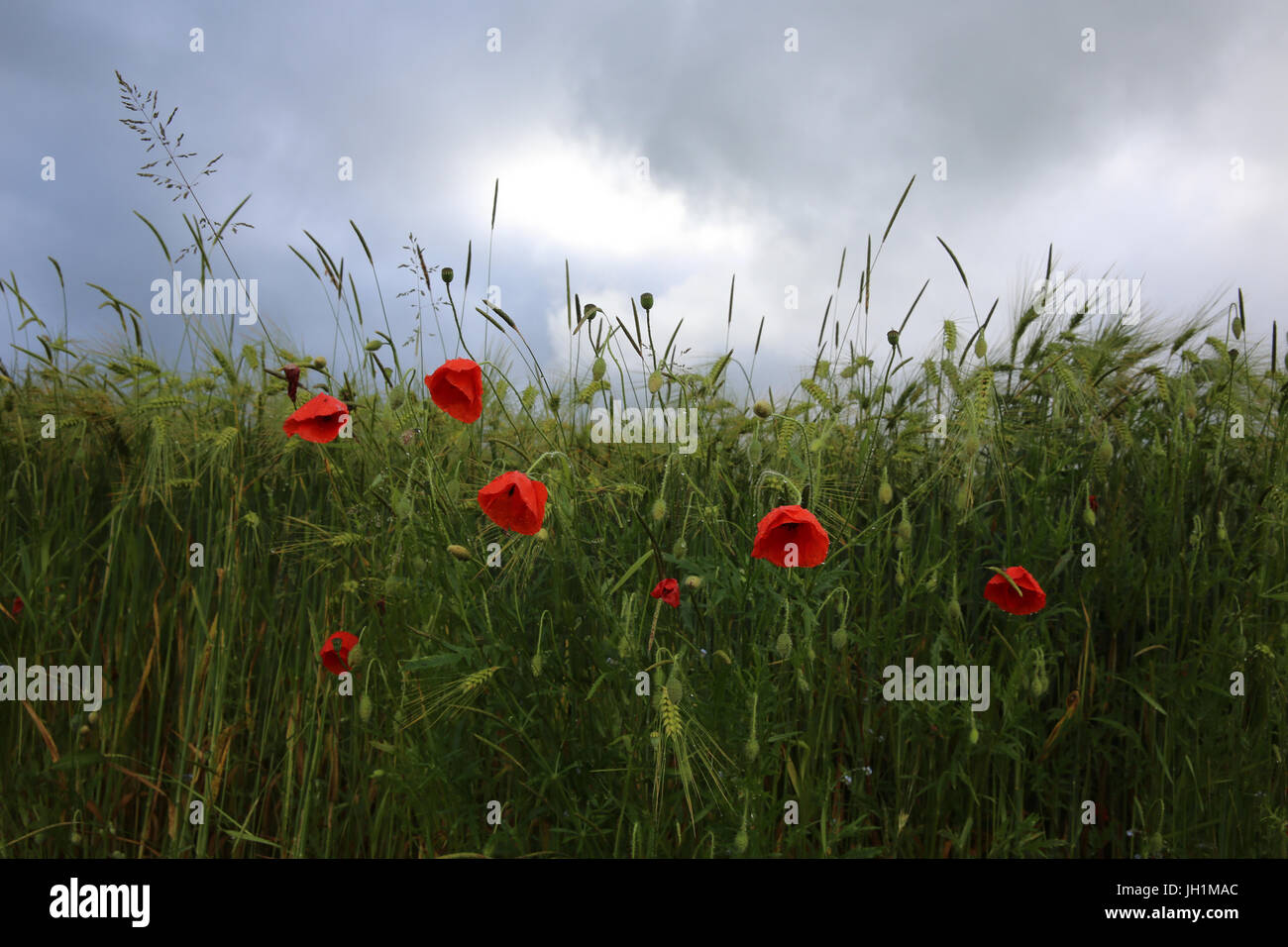 Poppies le long d'un champ de blé. La France. Banque D'Images