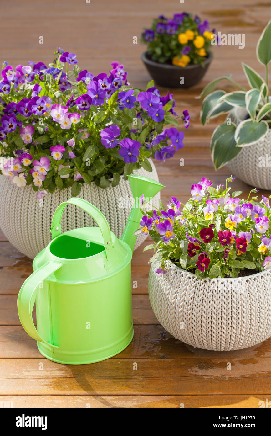 De belles fleurs d'été pensée en pots dans jardin, arrosage Banque D'Images