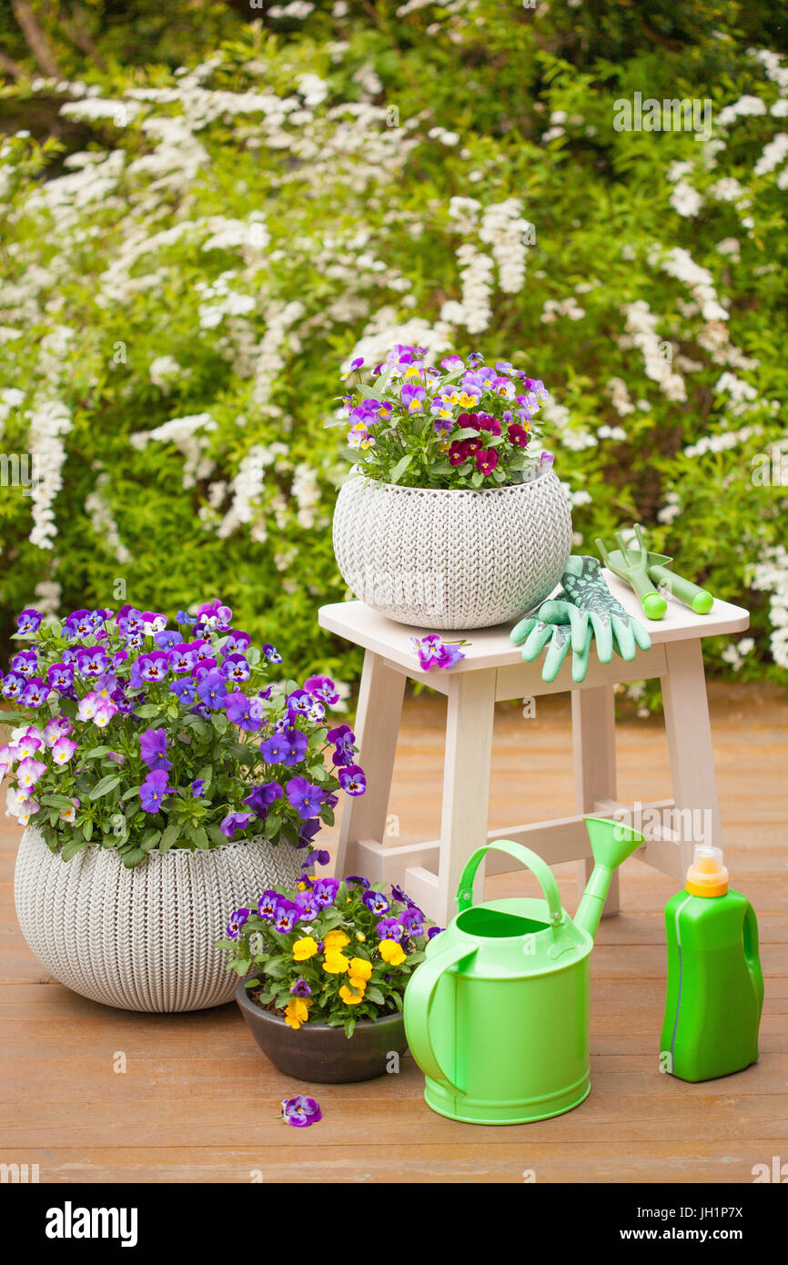 Beau jardin en fleurs d'été de pansy, arrosoir, outils Banque D'Images