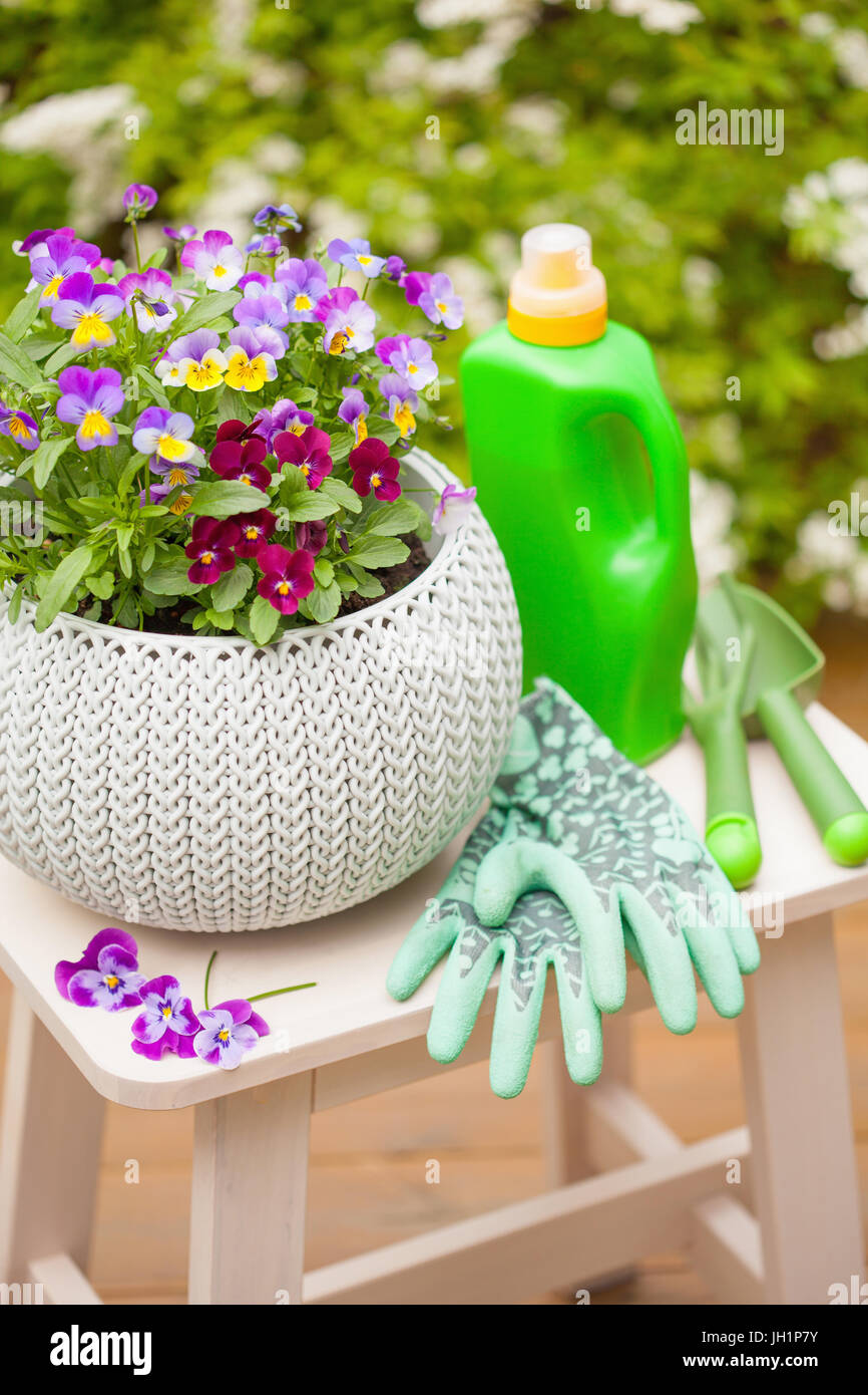 Beau jardin en fleurs d'été pensée, des engrais, des gants, des outils Banque D'Images