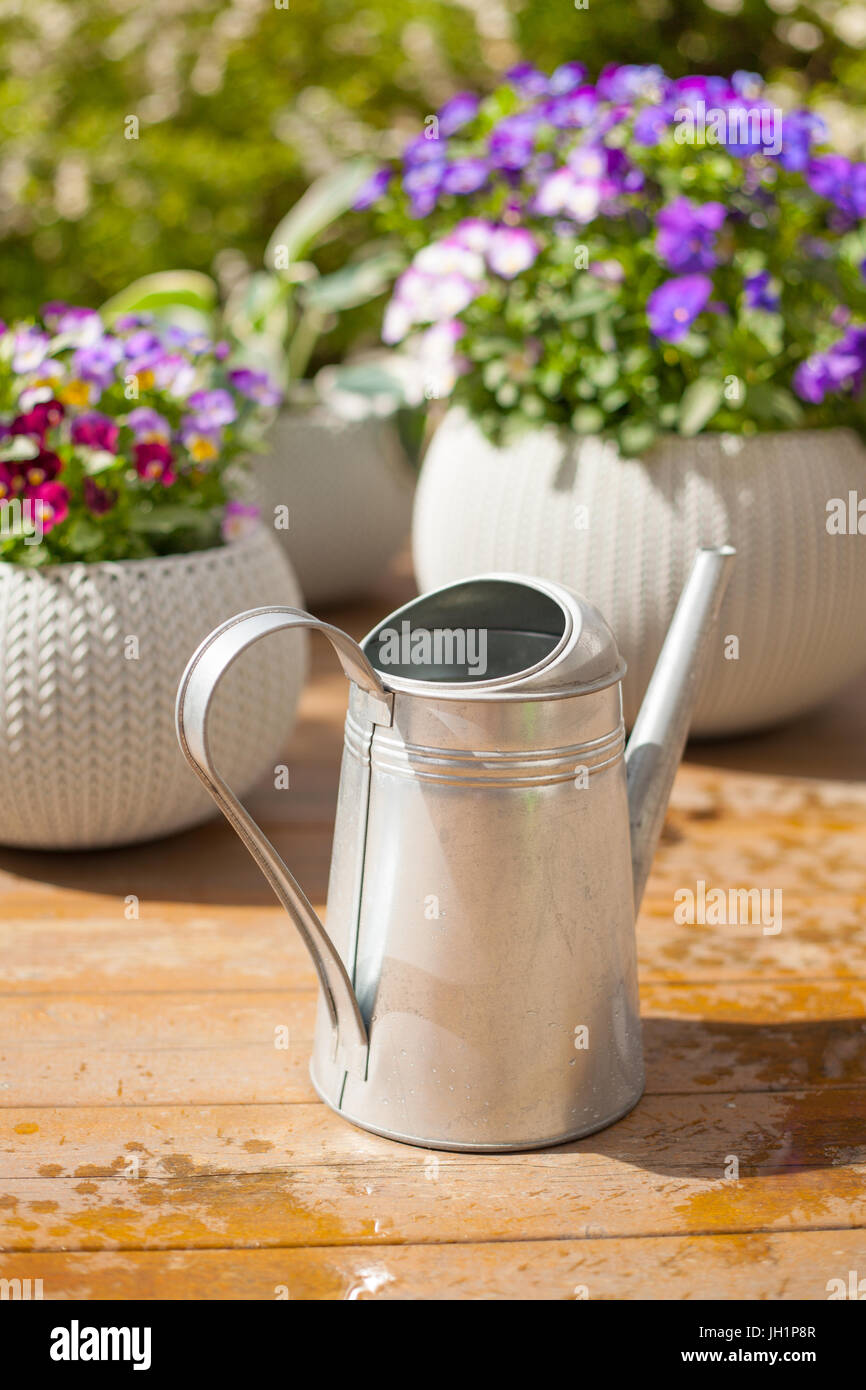 De belles fleurs d'été pensée en pots dans jardin, arrosage Banque D'Images