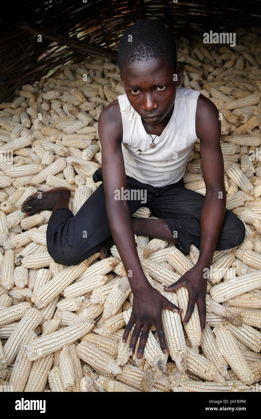 Boy gathering le maïs. L'Ouganda. Banque D'Images