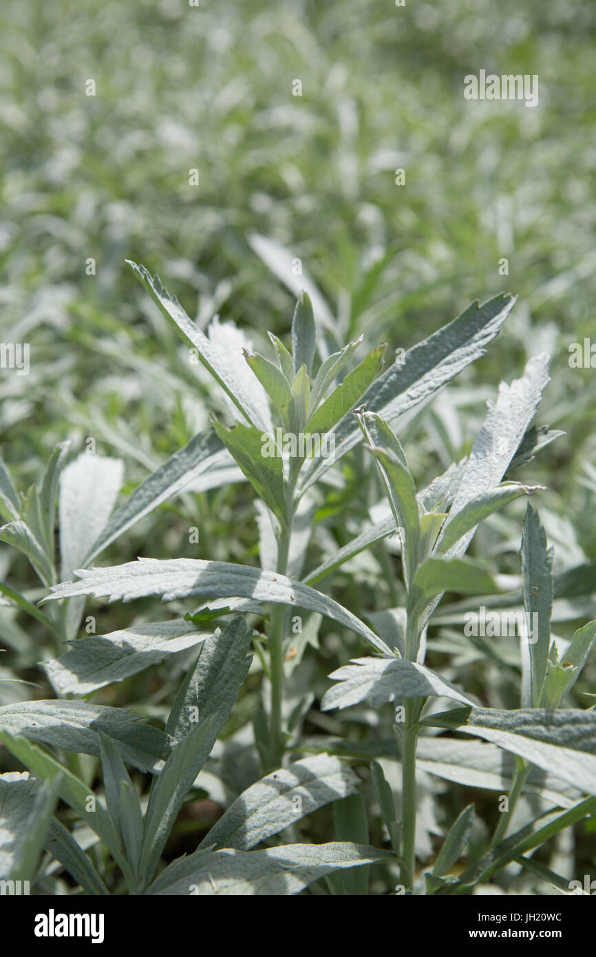 Absinthe, l'armoise argentée de l'ouest de la Louisiane, l'absinthe, sauge blanche pinceau, et gris - sagewort Artemisia ludoviciana. Banque D'Images