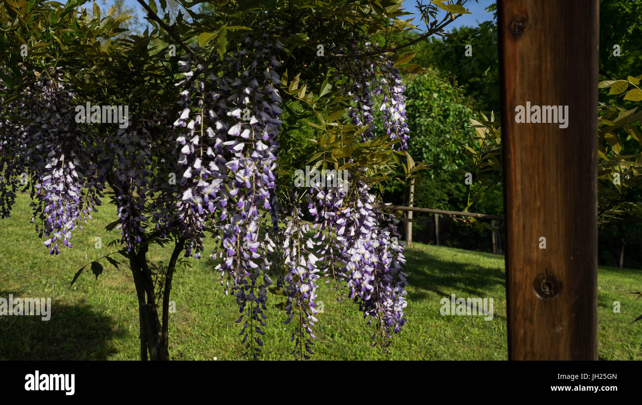 Arbuste à fleurs arbustes dans une cour ensoleillée au printemps Banque D'Images