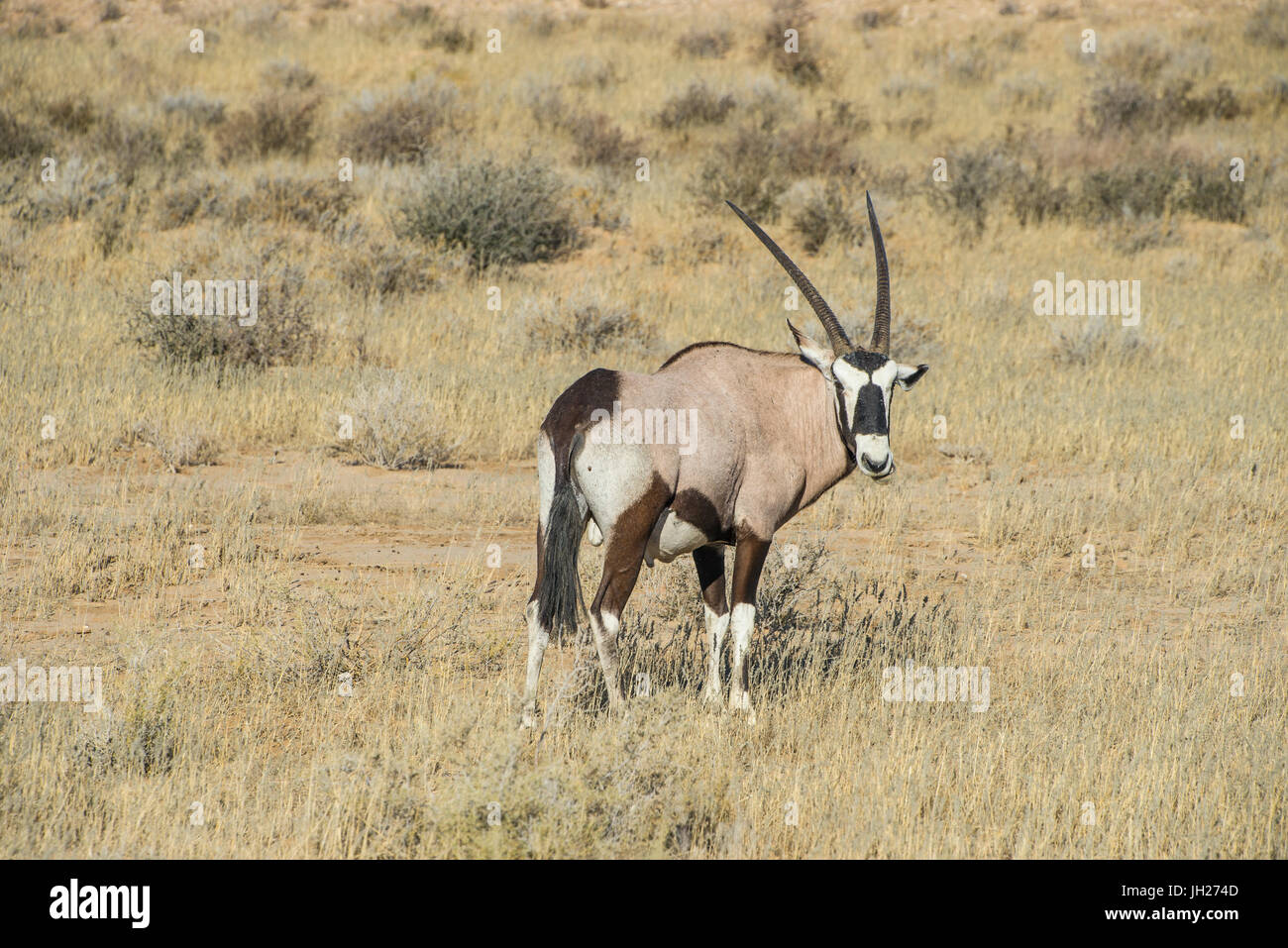 Oryx, Kalahari Transfrontier Park, Afrique du Sud, l'Afrique Banque D'Images