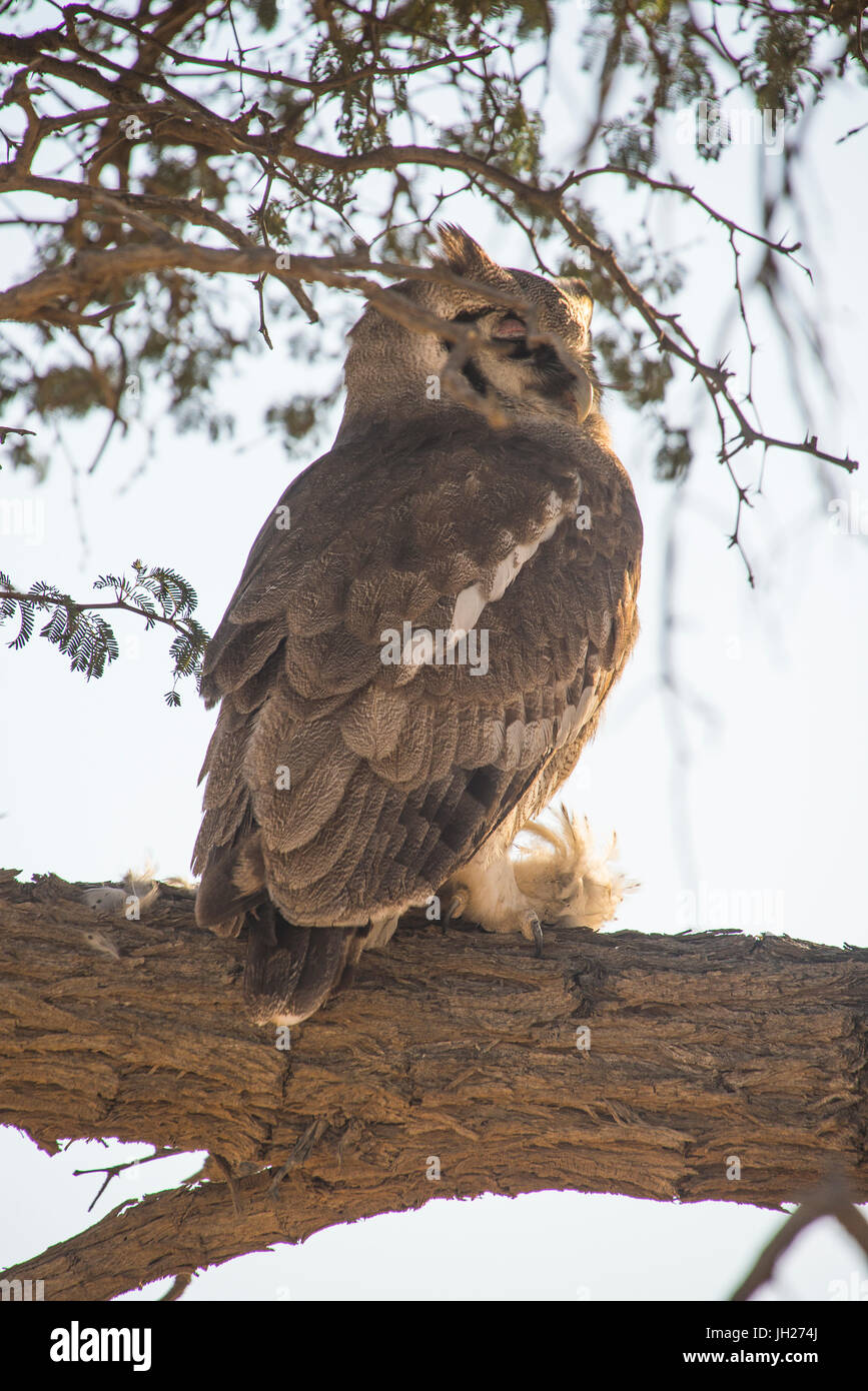 Le sud de l'Owl à face blanche (Ptilopsis granti), Kalahari Transfrontier Park, Afrique du Sud, l'Afrique Banque D'Images