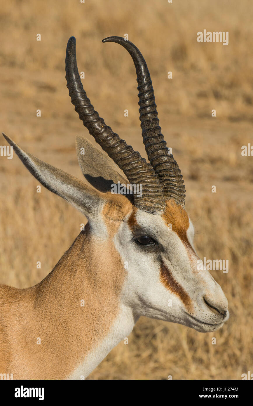 Le Springbok (Antidorcas marsupialis) Antilope, Kalahari Transfrontier Park, Afrique du Sud, l'Afrique Banque D'Images