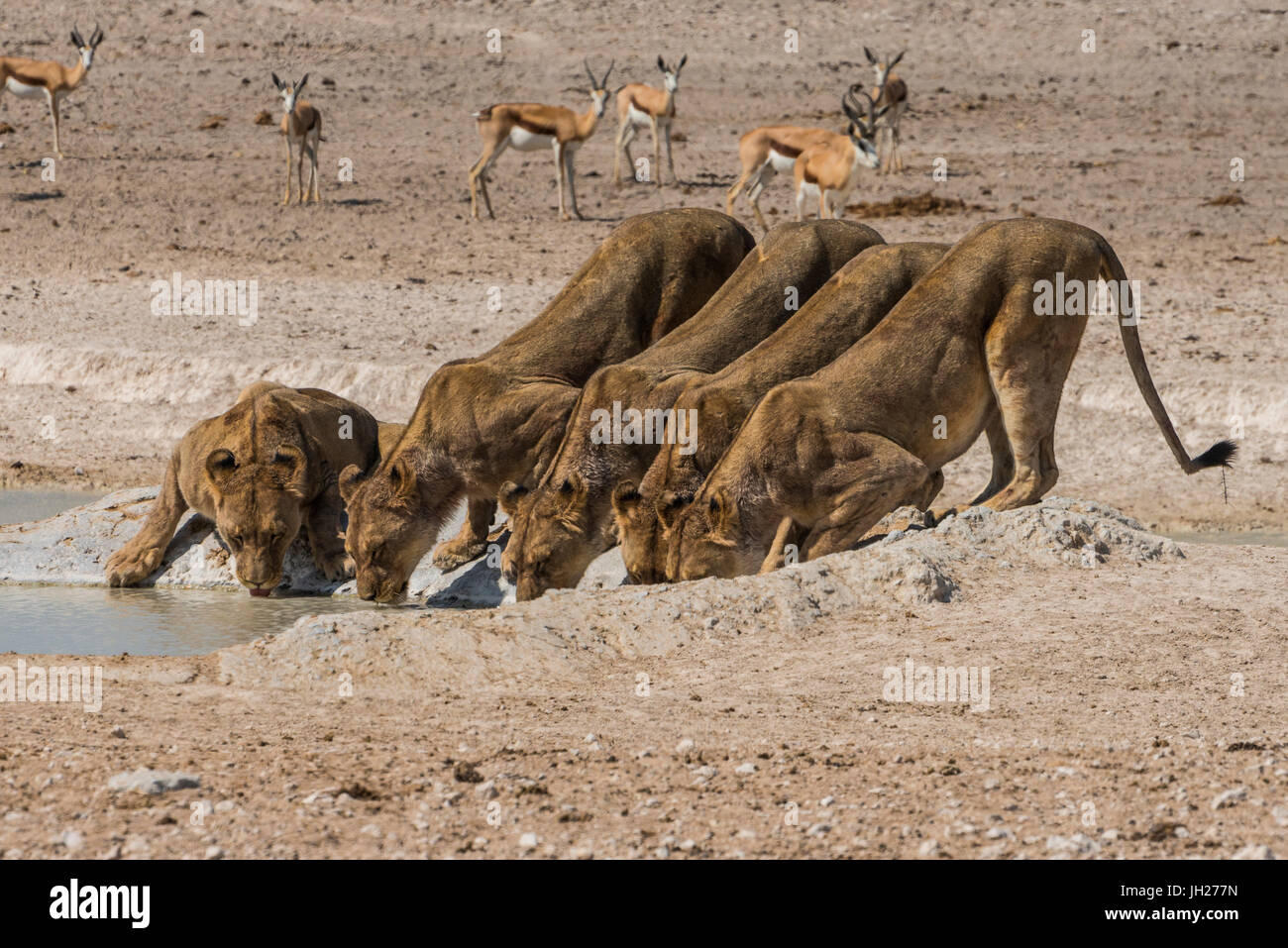 Les lions (Panthera leo) à un étang dans le Parc National d'Etosha, Namibie, Afrique Banque D'Images
