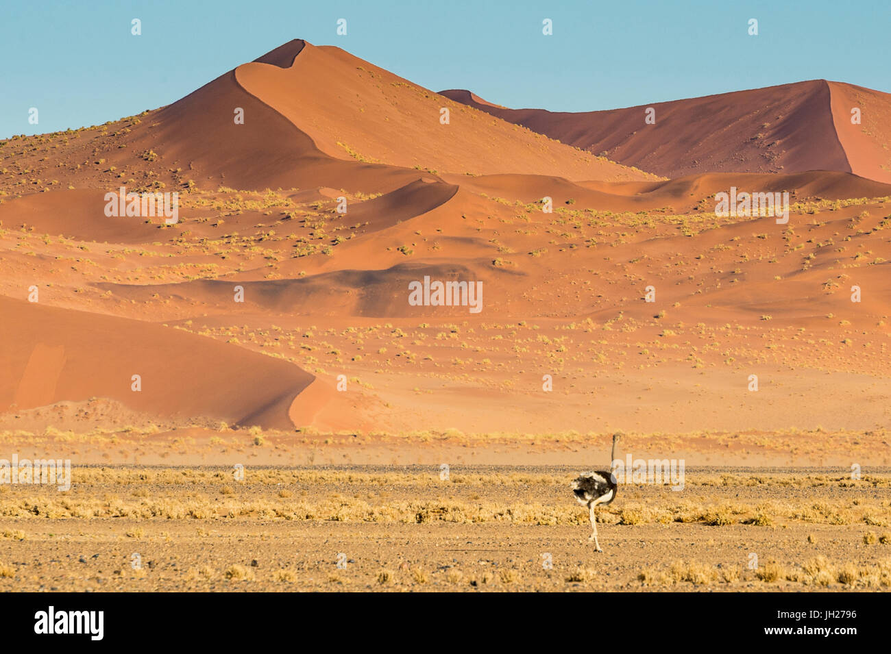 L'errance d'autruche en face d'une dune de sable géant, Sossusvlei, Namib-Naukluft National Park, Namibie, Afrique Banque D'Images