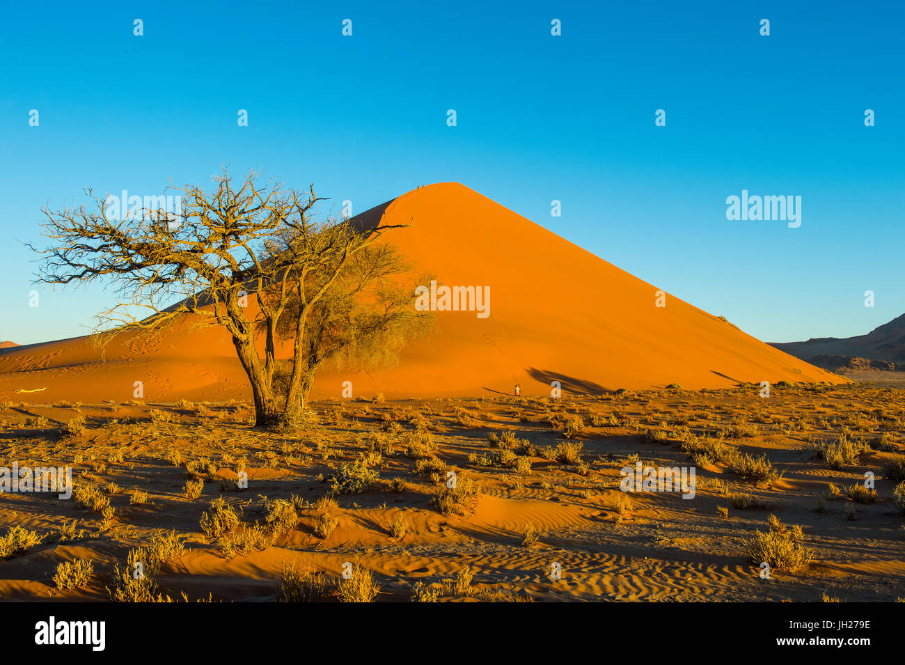 Giant Sand Dune 45, Sossusvlei, Namib-Naukluft National Park, Namibie, Afrique Banque D'Images