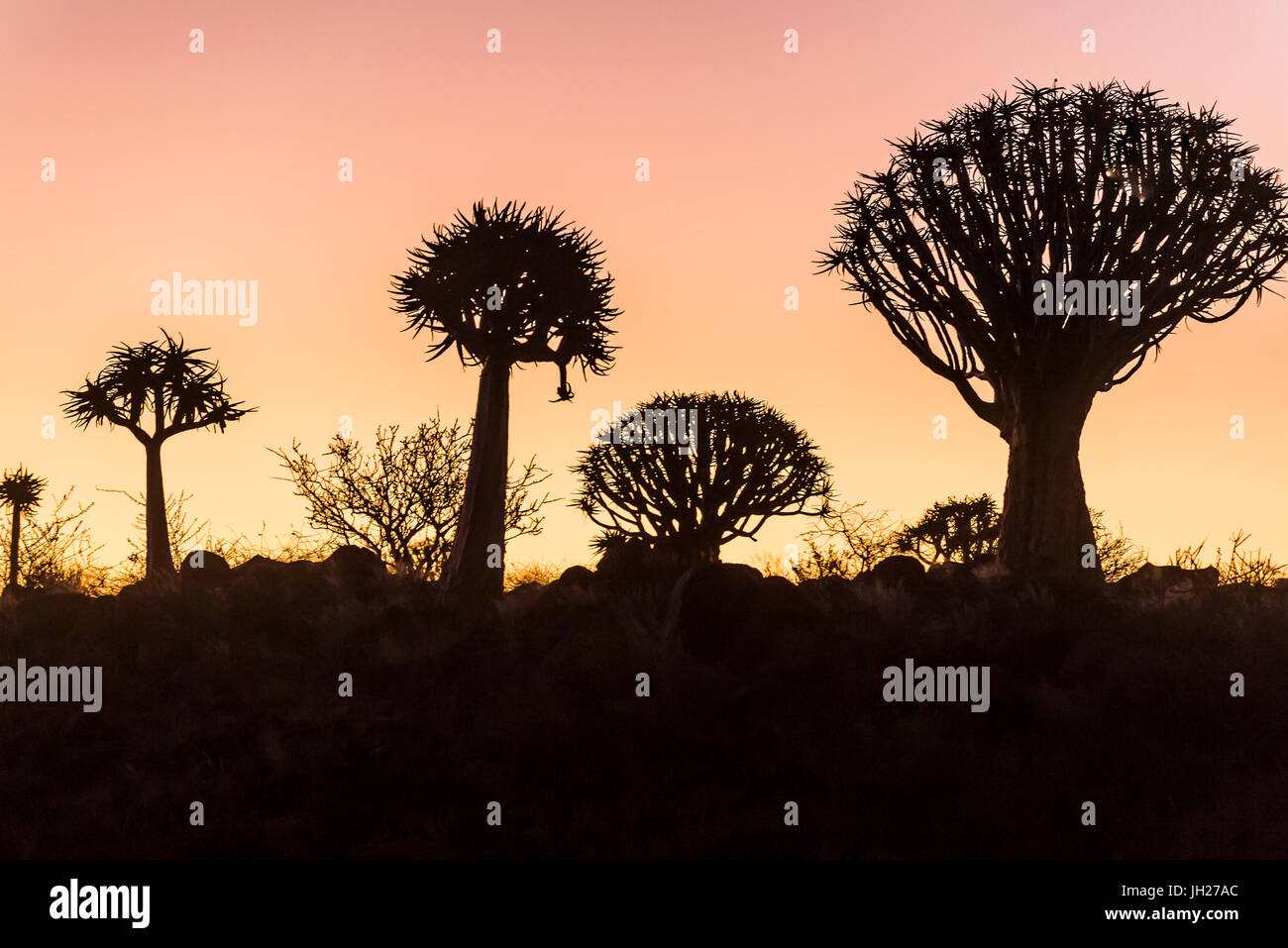 Forêt Quiver Tree (Aloe dichotoma) au coucher du soleil, Ferme Gariganus, Keetmanshoop, Namibie, Afrique du Sud Banque D'Images